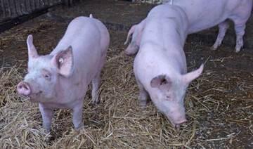 Bio-Schweine sind gesucht.