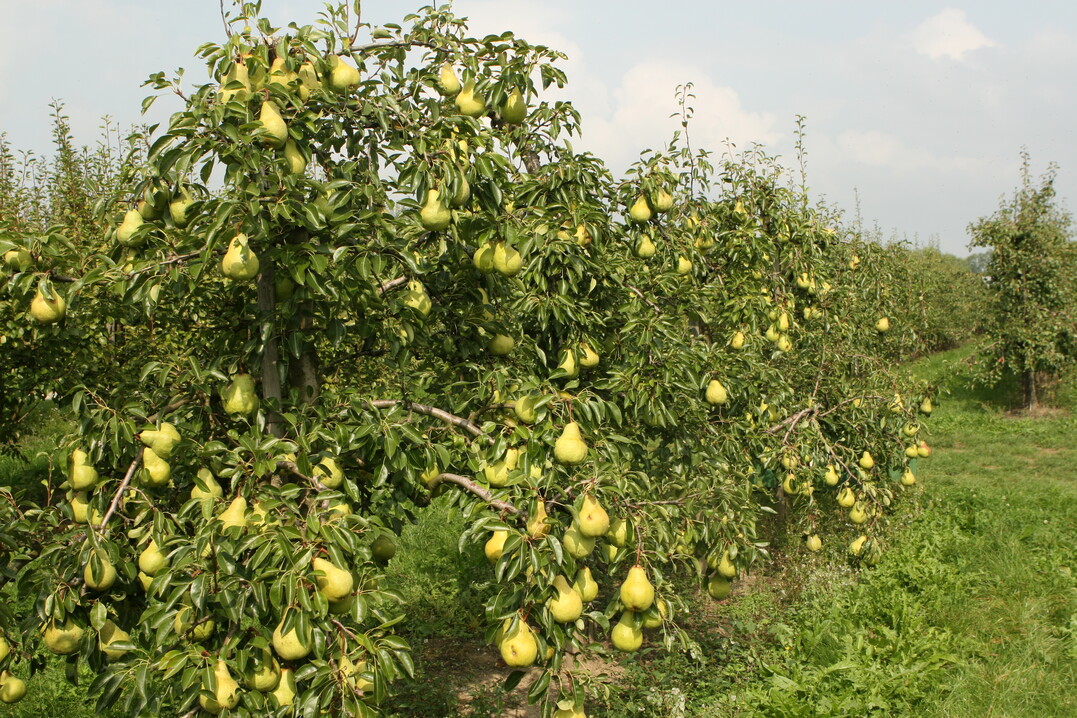 In den Niederlanden hat die Birnenanbaufläche längst die von Äpfeln überflügelt.