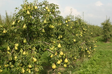 In den Niederlanden hat die Birnenanbaufl�che l�ngst die von �pfeln �berfl�gelt. 