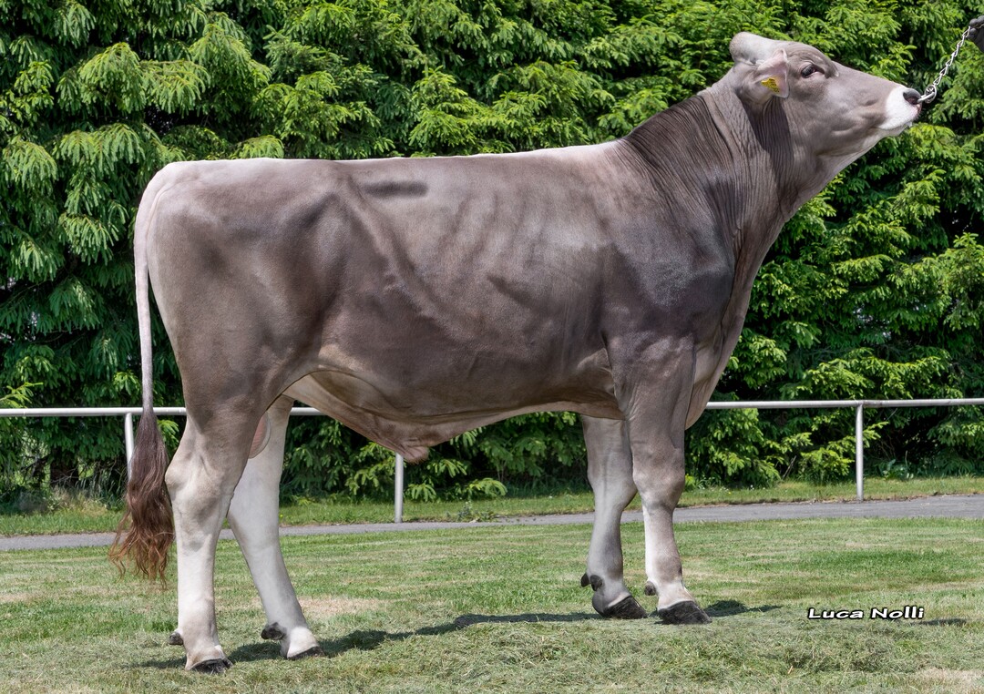 Bisto ist mit 137 der höchste Exterieurvererber der aktuellen Zuchtwertschätzung. Er wurde von der Albinger GbR in Winterreute gezüchtet.