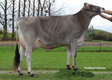 Bjalla, die Mutter der neuen Nummer eins Chagall, entstammt der Payssli-Kuhfamilie.