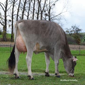  Bjalla ist die Mutter der Spitzenbullen Chagall, Caravaggio und Portland aus dem Besitz von Franz Riedesser in Neukirch. Die Kuh entstammt der Kuhfamilie von Even Bounce