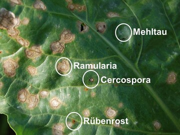Zuckerr�benblatt mit Mischinfektion an verschiedenen Pilzkrankheiten