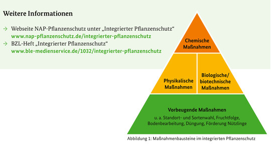 Die Pyramide des IPS.