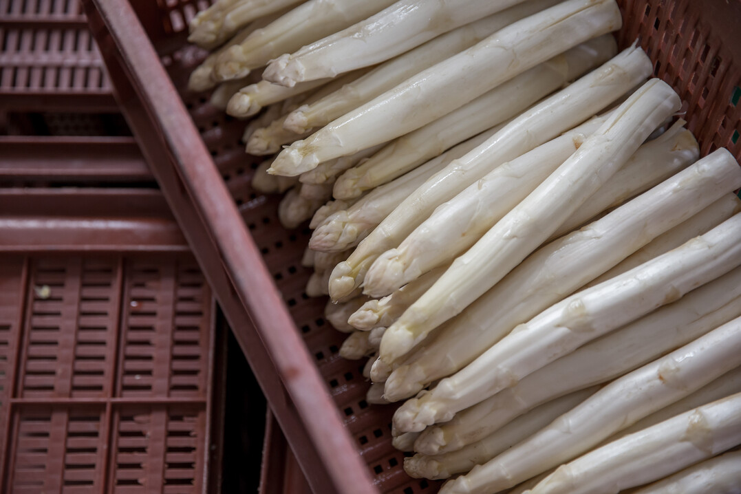  Der k�hle April und die wenigen Sonnenstunden sorgten f�r geringe Erntemengen beim Spargel. Der Einsatz von Folie sichert das Angebot f�r Privathaushalte.&nbsp; 