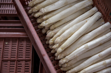  Der k�hle April und die wenigen Sonnenstunden sorgten f�r geringe Erntemengen beim Spargel. Der Einsatz von Folie sichert das Angebot f�r Privathaushalte.&nbsp; 