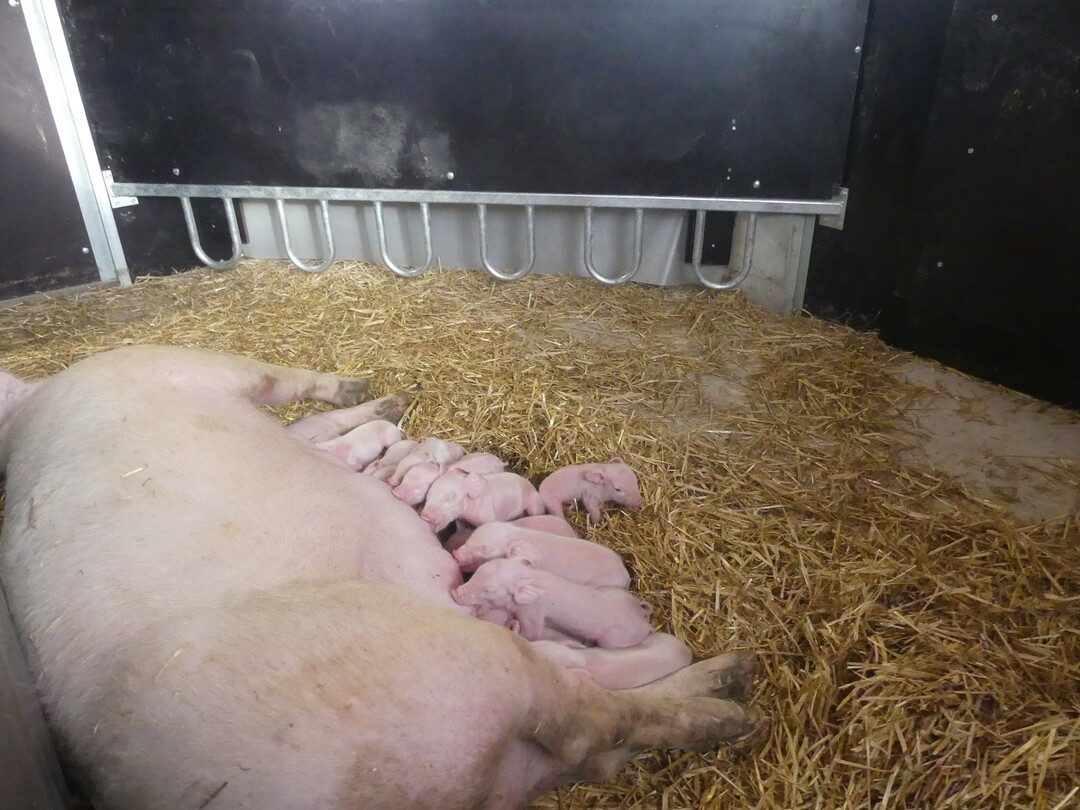 Das S�ugen findet in den allermeisten F�llen an den Buchtenw�nden statt. Der Blick auf das Ferkelnest zeigt Metallschleifen, die das Einklemmen der Sau am Nest verhindern. 30 cm hinter diesen Schleifen wurde ein Vorhang aus Gew�chshausfolie installiert, der von der Sau nicht erreicht werden kann.