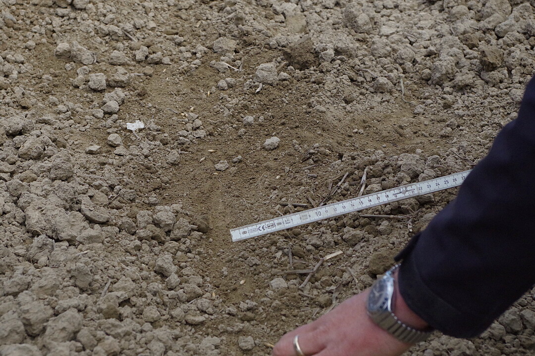 Nicht zu tief blindstriegeln: Gehen die Zinken zu tief in den Boden, k�nnen Samen der Hauptkultur an die Oberfl�che geholt werden.