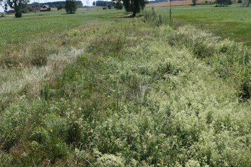 Ein Forschungsprojekt untersucht, inwiefern bl�hende Randstreifen zur Artenvielfalt im intensiv genutzten Gr�nland beitragen k�nnen. 