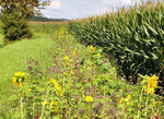 Ab kommendem Jahr müssen fünf Prozent ökologische Vorrangflächen bereitgehalten werden. Dazu gibt es verschiedene Möglichkeiten, wie zum Beispiel solche Blühstreifen entlang von Maisfeldern oder an Waldrändern.