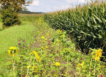 Ab kommendem Jahr m�ssen f�nf Prozent �kologische Vorrangfl�chen bereitgehalten werden. Dazu gibt es verschiedene M�glichkeiten, wie zum Beispiel solche Bl�hstreifen entlang von Maisfeldern oder an Waldr�ndern.