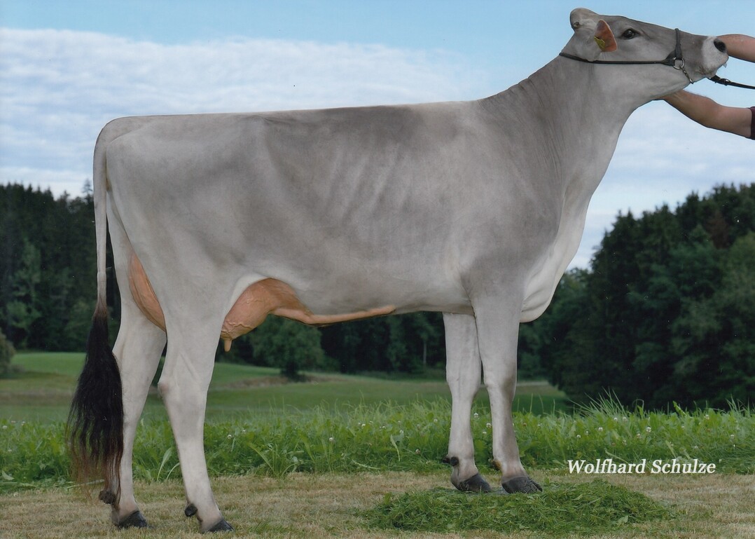   Die Anibay-Tochter Bl�mchen, aus der Zucht von Hans Reber in Karsee, ist die Mutter vom Spitzenbullen Hampton.