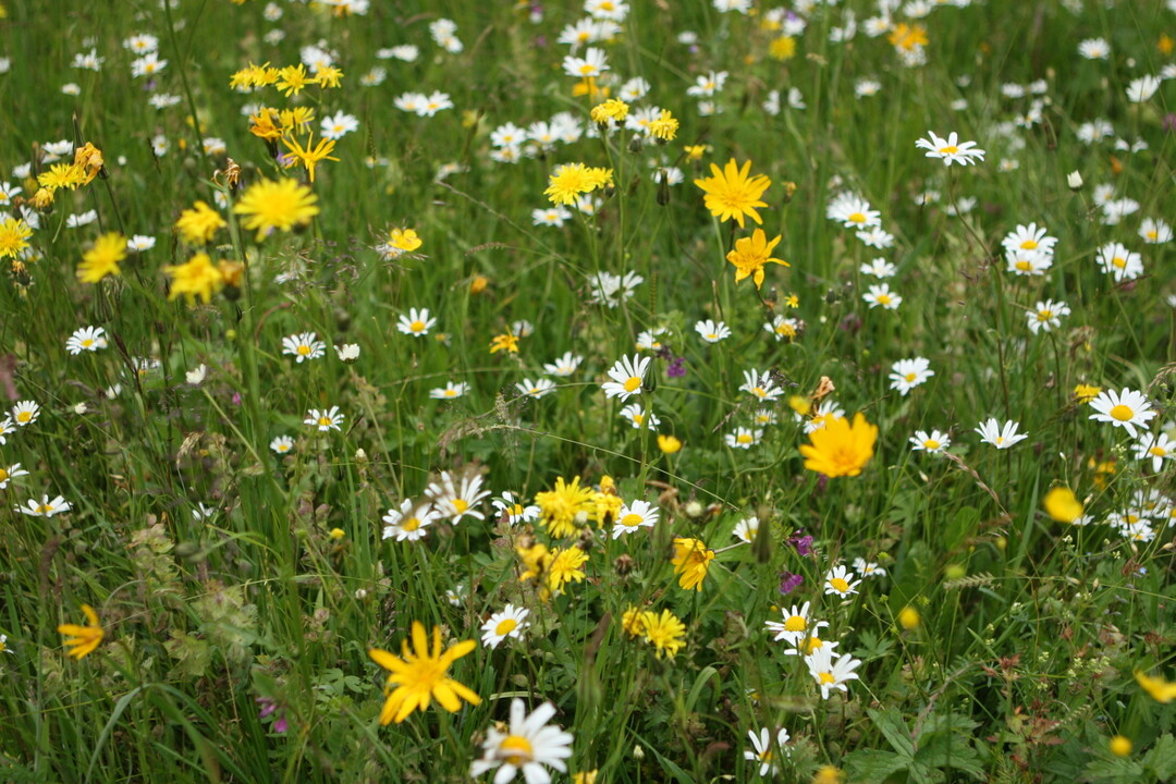 Trockenstress hat Folgen für die Pflanzengesellschaft einer Wiese. Das fand eine Schweizer Studie heraus.