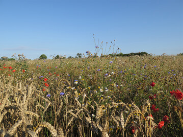 Wilde Pflanzen belasten die Felder und die Agrarerzeugnisse.