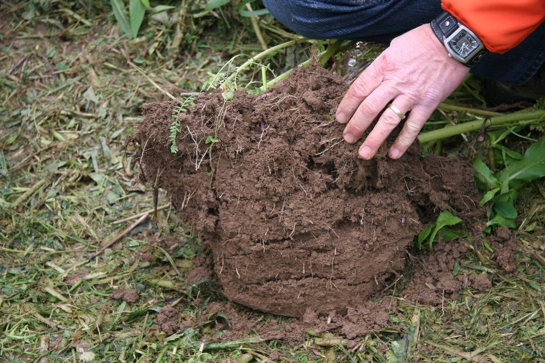Bei schönem Wetter wurden in den vergangenen Tagen im Land viele Boden für den Nitratinformationsdienst gezogen.