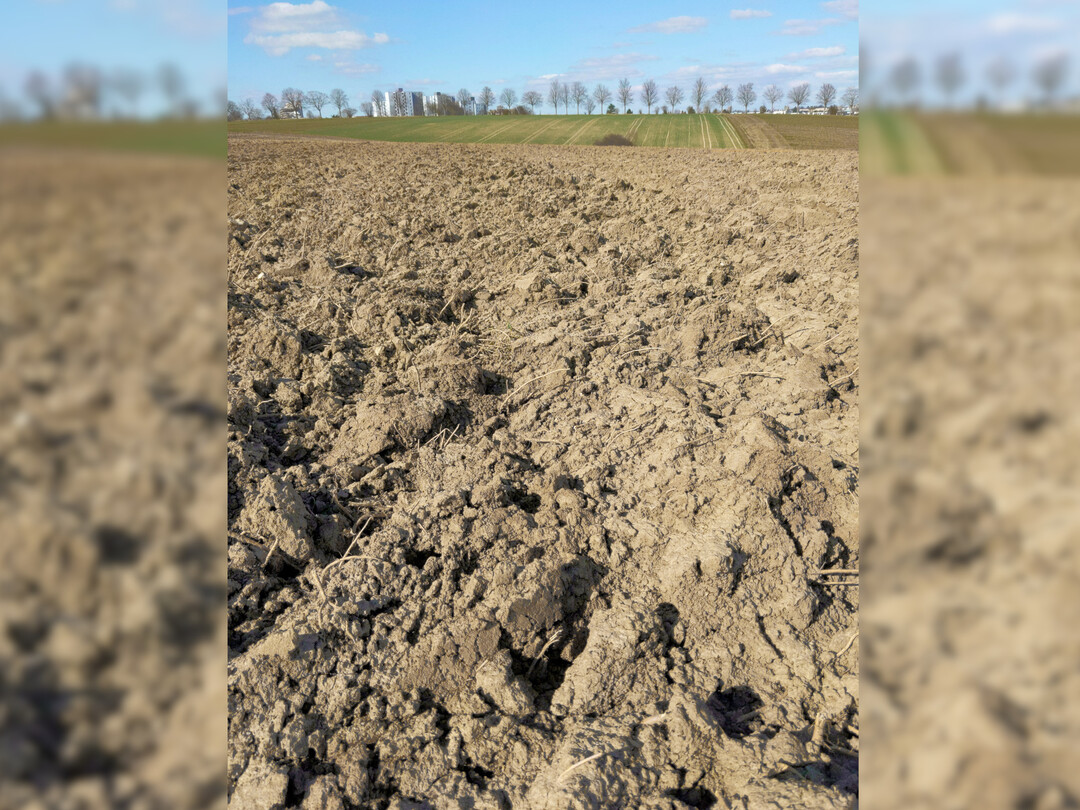 Gepflügte Flächen sollten nach ergrauen der Furchenkämme geeggt werden.