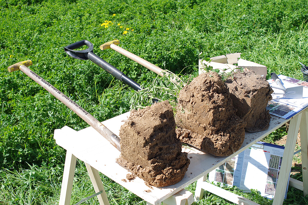 Ein Spaten hilft, das 40 Zentimeter tiefe Loch f�r die Wurzelbonitur auszuheben.