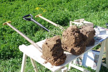 Ein Spaten hilft, das 40 Zentimeter tiefe Loch f�r die Wurzelbonitur auszuheben.