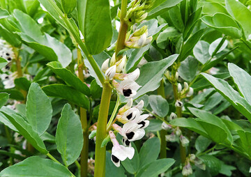  Bei den Ackerbohnen lag die Anbaufl�che 2020 bei 60.000 ha. Im Rahmen des Demonstrationsnetzwerks wurde unter anderem die Vermarktung der K�rnerleguminosen von Betrieb zu Betrieb angesto�en, um die Tierf�tterung aus lokalen Eiwei�quellen voranzubringen.