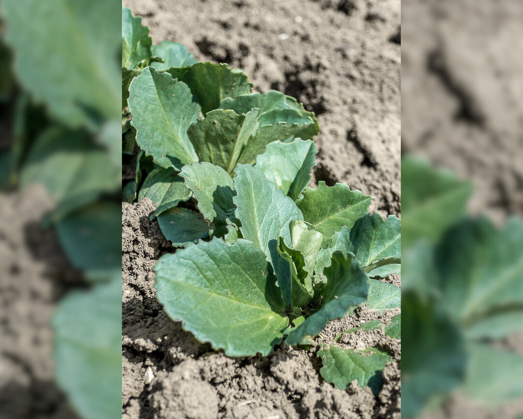 Achten Sie auf den Fra� an den Blattr�ndern der Ackerbohne.