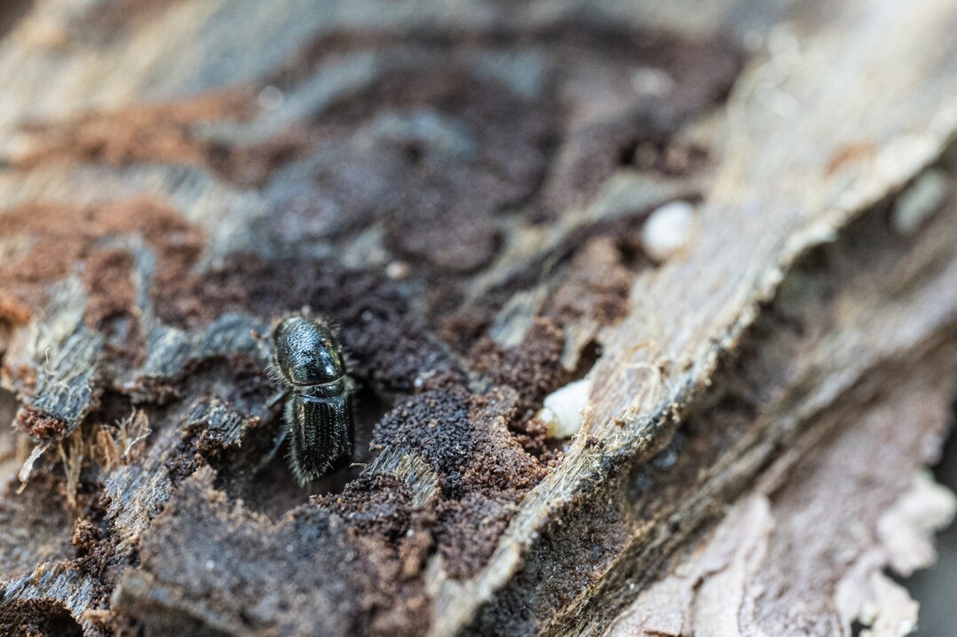Der Buchdrucker (Ips typographus)