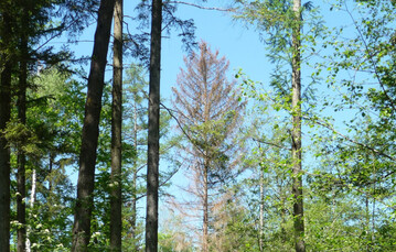 �Die Ergebnisse des Waldzustandsberichts sind besorgniserregend. Deshalb d�rfen wir nicht nachlassen, um die gesteckten Klimaschutzziele zu erreichen und gleichzeitig den Wald und die Waldwirtschaft an den Klimawandel anzupassen!�, mit diesen Worten kommentiert Minister Peter Hauk MdL den diesj�hrigen Bericht.
