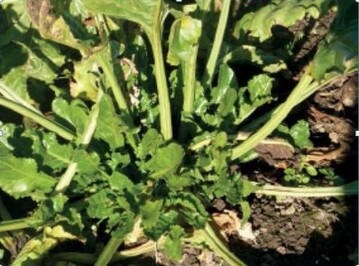 Bormangel bei R�ben