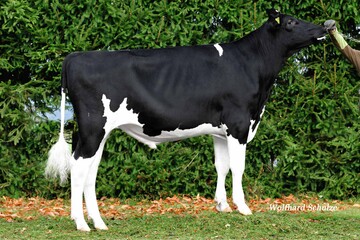 Ausreichend verfügbar ist mittlerweile der Boss-Sohn Bosarna mit 157 RZG, gezüchtet von Kurt Horn, Niederstetten-Vorbachzimmern.