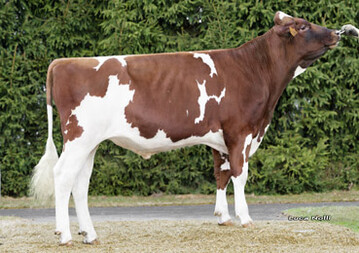 Der Vererber Branko ermöglicht eine alternative Blutführung für rotbunte Holsteins.