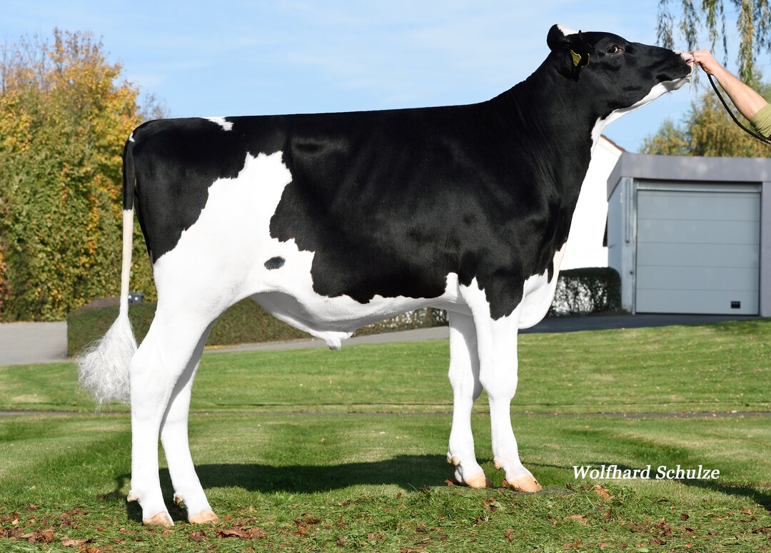 Der Benz-Sohn Brentano kann als Allrounder eingesetzt werden. Er stammt aus der Zucht von Markus Kreuzer in Oberbelzenhofen.