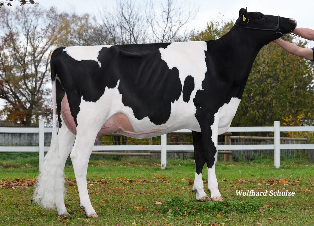 Britta, im Besitz von Uwe Bauer in Buggensegel, ist die Mutter von Camus, Combino und Bowie und entstammt der Barbie- Familie.