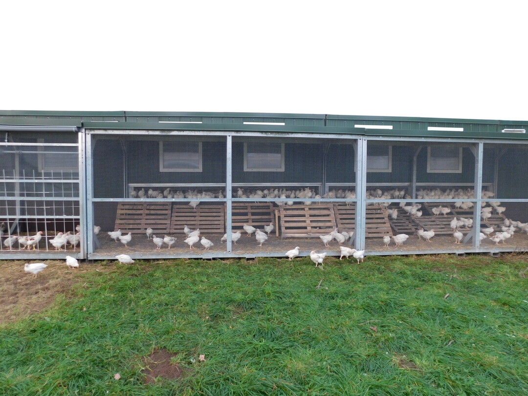 Bruderh�hne k�nnen in Boden-, 
Volieren- oder Freilandhaltung 
aufgezogen werden