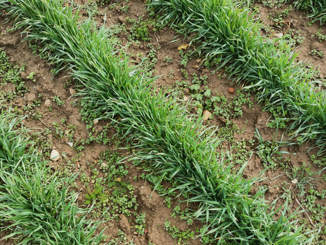 F�r ein erfolgreiches Hacken im Getreide sollte unter anderem der Reihenabstand angepasst werden.