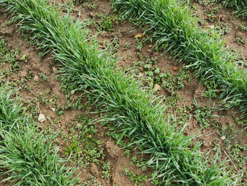 F�r ein erfolgreiches Hacken im Getreide sollte unter anderem der Reihenabstand angepasst werden.