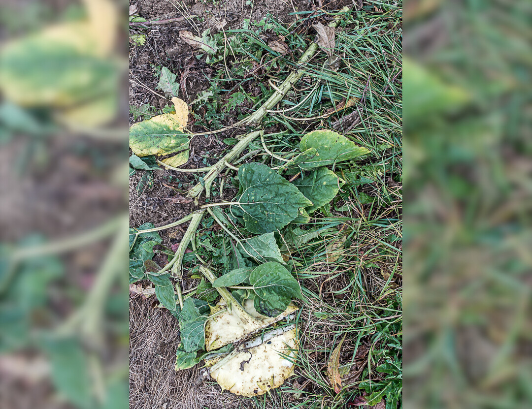 Diese Sonnenblume hat Bekanntschaft mit einer Messerwalze gemacht.