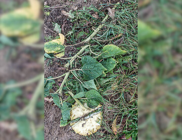 Diese Sonnenblume hat Bekanntschaft mit einer Messerwalze gemacht.