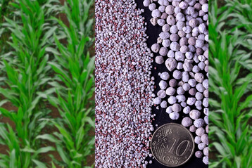 Die P-Ausnutzung junger Maispflanzen kann durch Saatbandd�ngung mit Mikrogranulaten (links) verbessert werden.