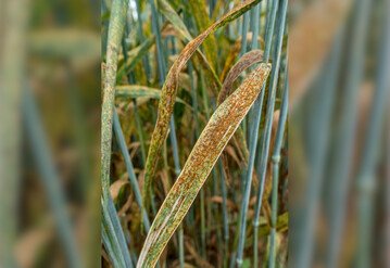 Auf warmen Standorten tritt Weizenbraunrost regelm��ig auf. 