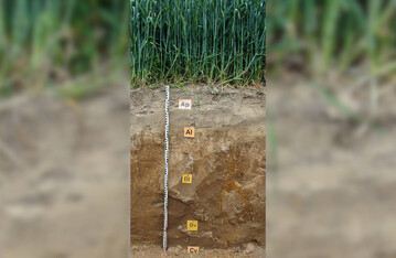 Die Verlagerung von Bestandteilen der Feintonfraktion in tiefere Bodenhorizonte ist kennzeichnend f�r Parabraunerden.