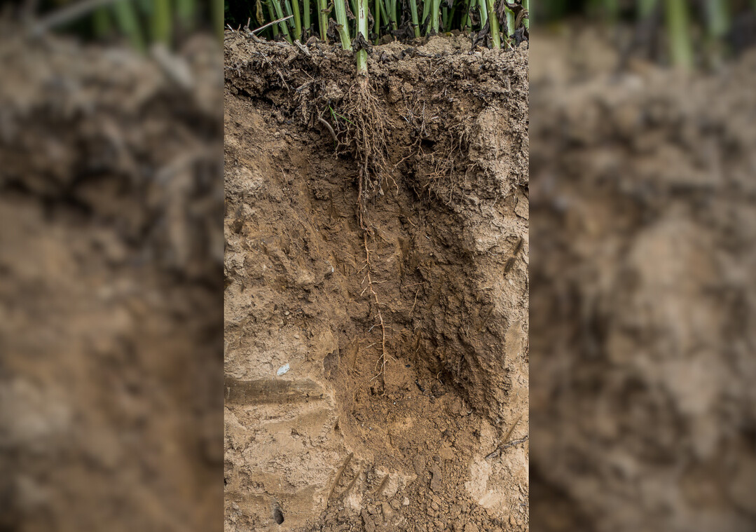 Das Porenspektrum des Bodens bestimmt ma�geblich den Wasserhaushalt des Standortes.