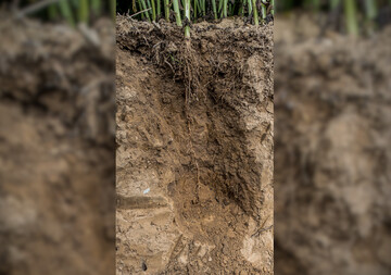 Das Porenspektrum des Bodens bestimmt ma�geblich den Wasserhaushalt des Standortes.