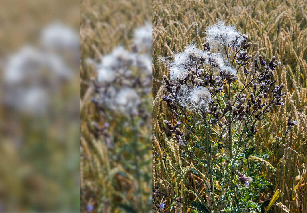 Disteln im Getreide sollten rechtzeitig kontrolliert werden, um ihre Ausbreitung zu verhindern.