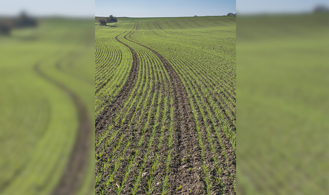 Kontrollieren Sie nun zeitig den Feldaufgang des Wintergetreides.