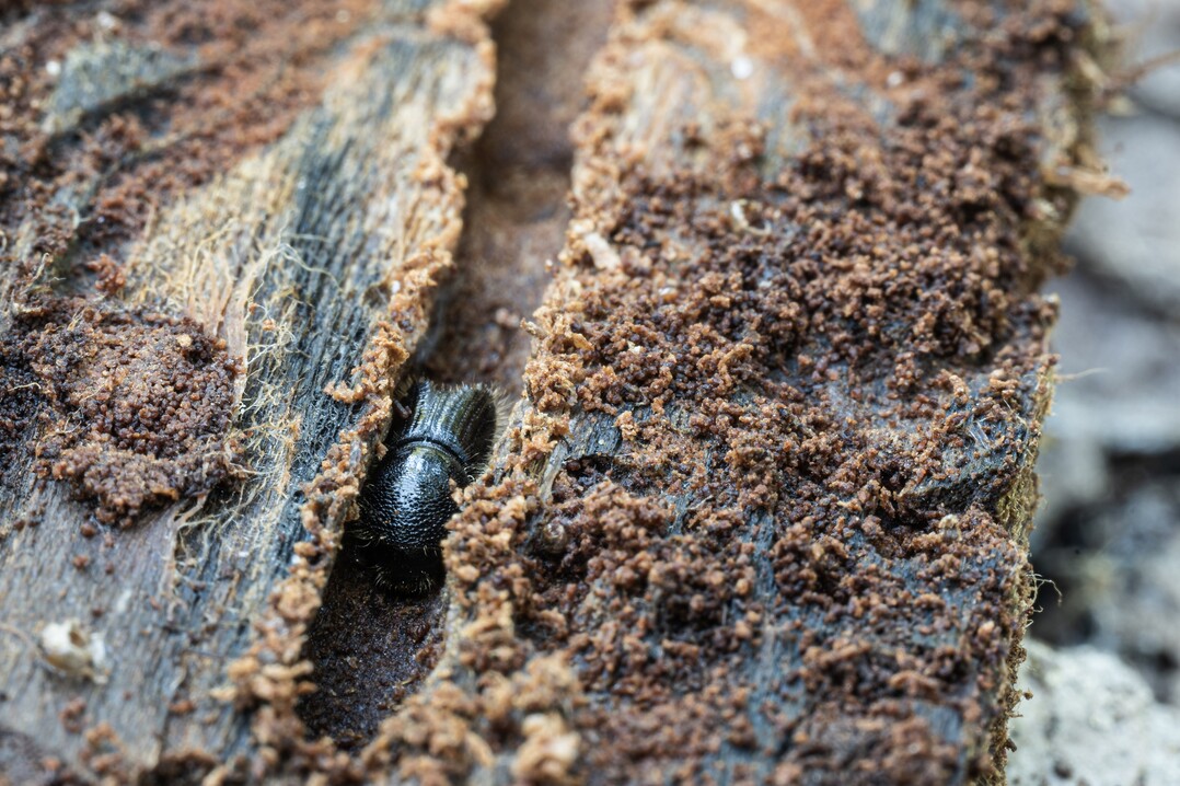 Der Käfer legt unter der Rinde Gänge an.