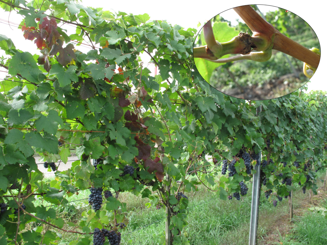 Die B�ffelzikade verursacht durch die Ringelung des Rebtriebes zum verwechseln �hnliche Symptome wie die Schwarzholzkrankheit. Dieser Befall ist jedoch harmlos.