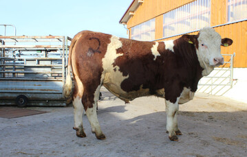 F�r 2800 Euro fand die Katalognummer 2, ein mit 8-8-8 gek�rter Sohn des Leichtgeburtsvererbers BW Ingo, in Unterfranken eine neue Heimat. 