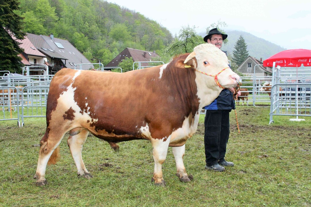 Bulle Res: Gleich bewertet wie der Siegerbulle war der Reservesieger Fockernap gezüchtet und vorgestellt von Manfred Schelshorn aus Bernau. 2 ¼ jährig war er etwas kleiner und kürzer als der Siegerbulle. Seine Mutter wurde Miss Hinterwälder.