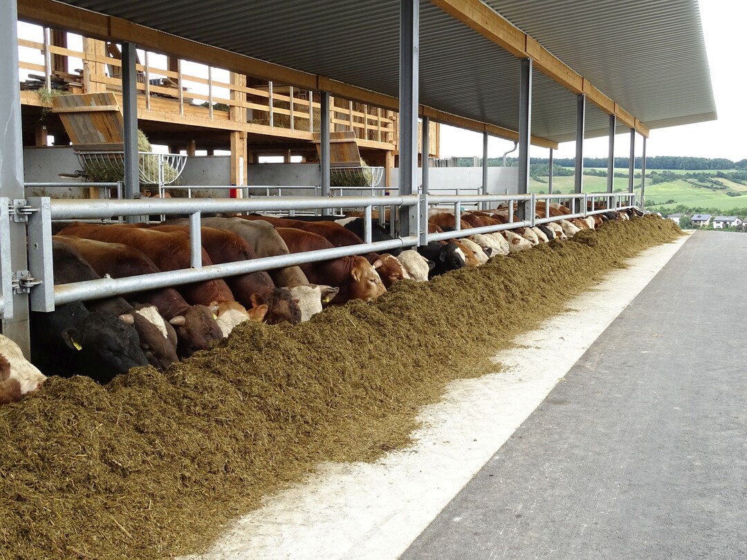 Rund 100 Mastrinder müssen auf dem Hof der Scheidels täglich versorgt werden.