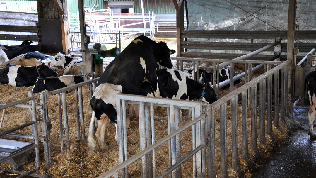 Bullensprung in Bullenbox - zu sehen ist auch der Fußboden, der mit Stroh bedeckt ist.