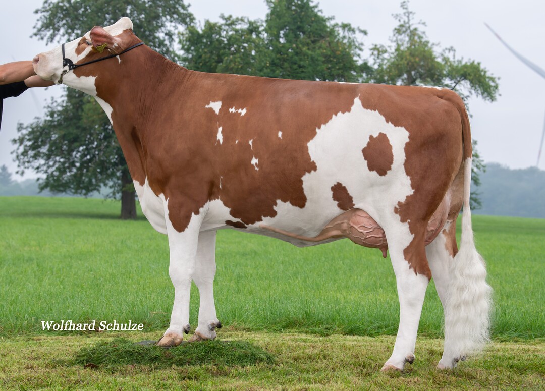 Butterfly ist die Mutter des geprüften Vererbers Zafon, der von Gerhard und Georg Maurer in Blaufelden gezüchtet wurde.